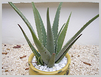 Aloe Vera Plant