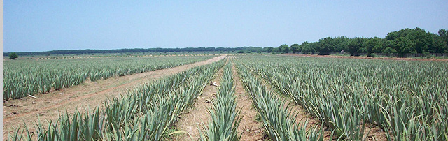 Aloe Vera