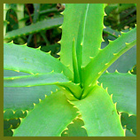 Aloe Vera Plant